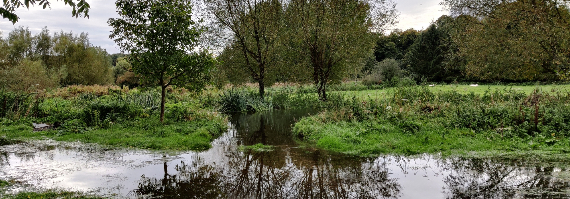 River Chess at Sarratt Bottom - October 2020