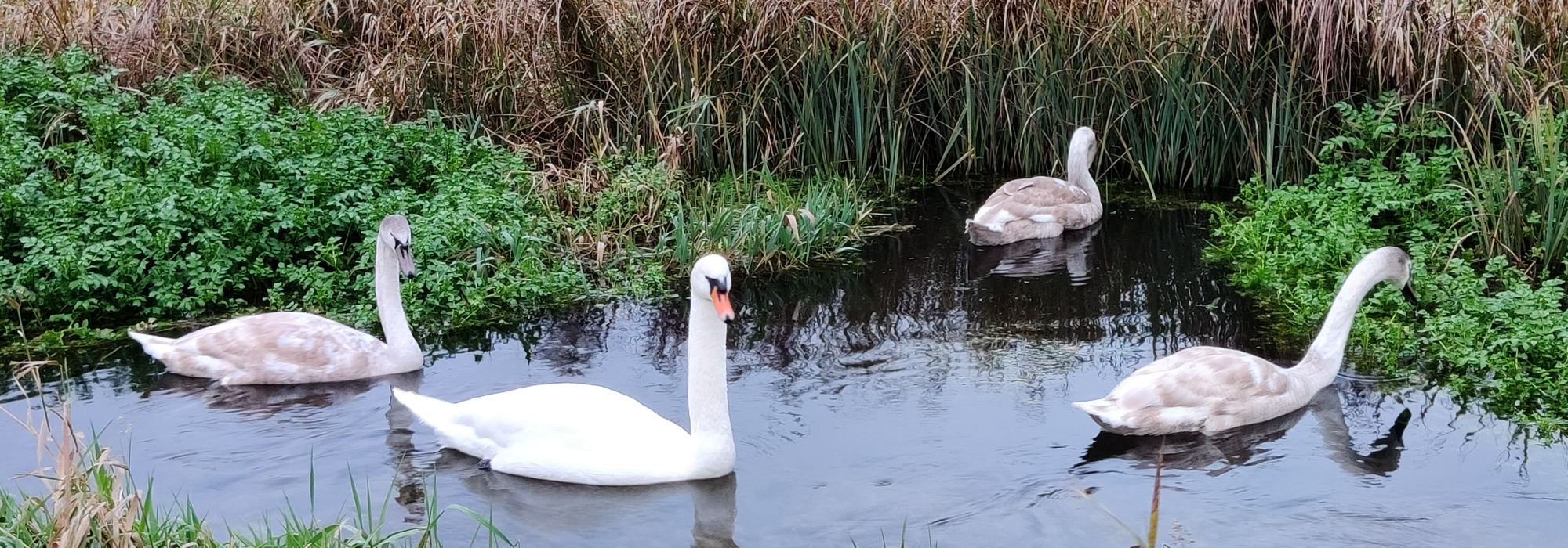 Swan family on the Chess