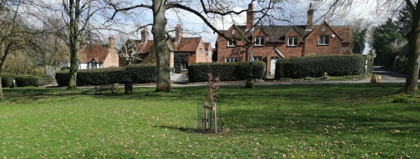 Newly planted tree on the Village Green